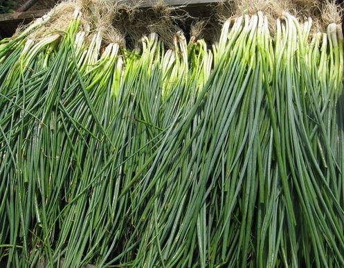 如何利用保鮮冷庫對大蔥進(jìn)行正確儲(chǔ)藏？